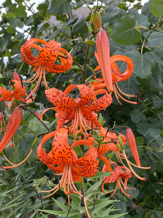 Lilium-Tiger Splendens 1C