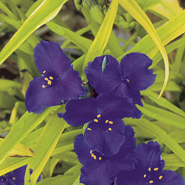 Tradescantia-Blue & Gold 1C