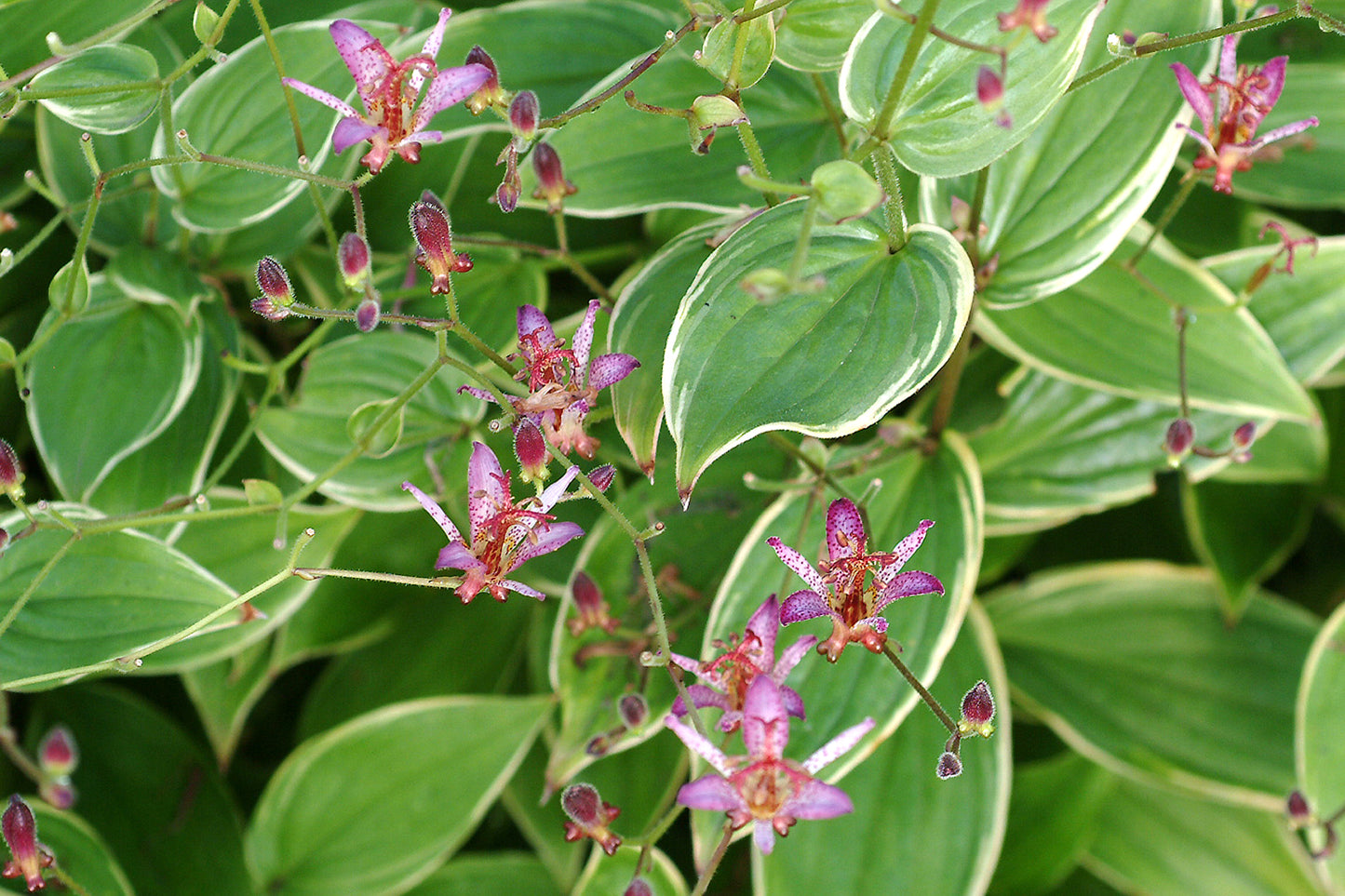 Tricyrtis-Gilt Edge 1C