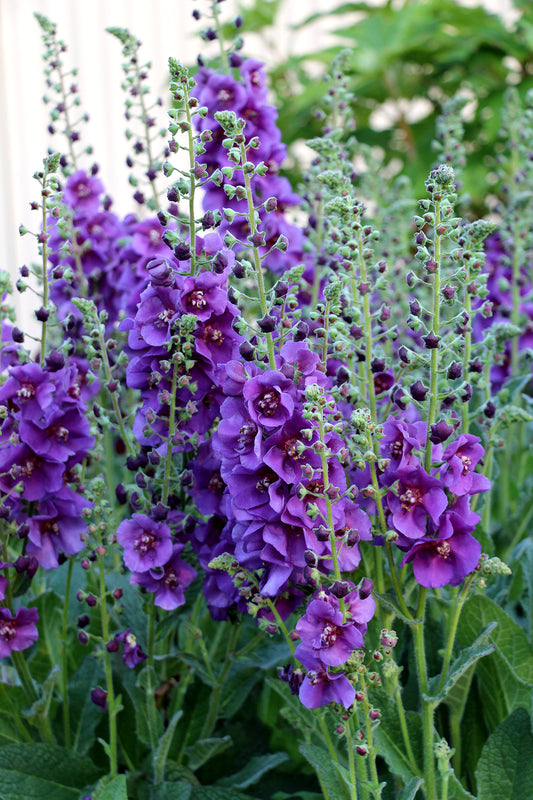 Verbascum-Plum Smokey 1C