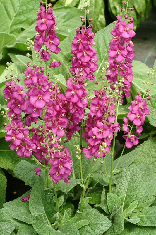 Verbascum-Royalty 1C