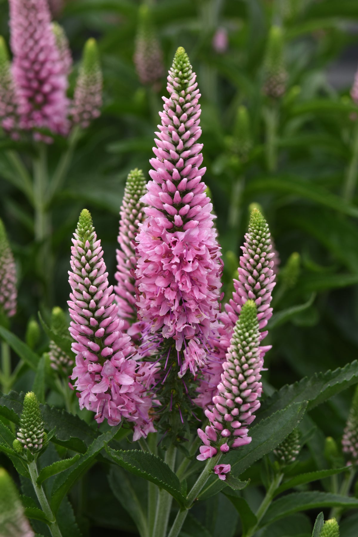 Veronica-Skyward Pink 1C