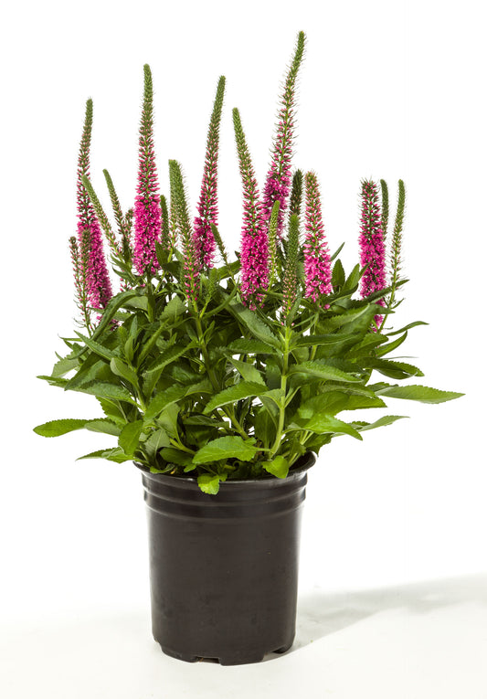 Veronica-Vernique Raspberry 1C