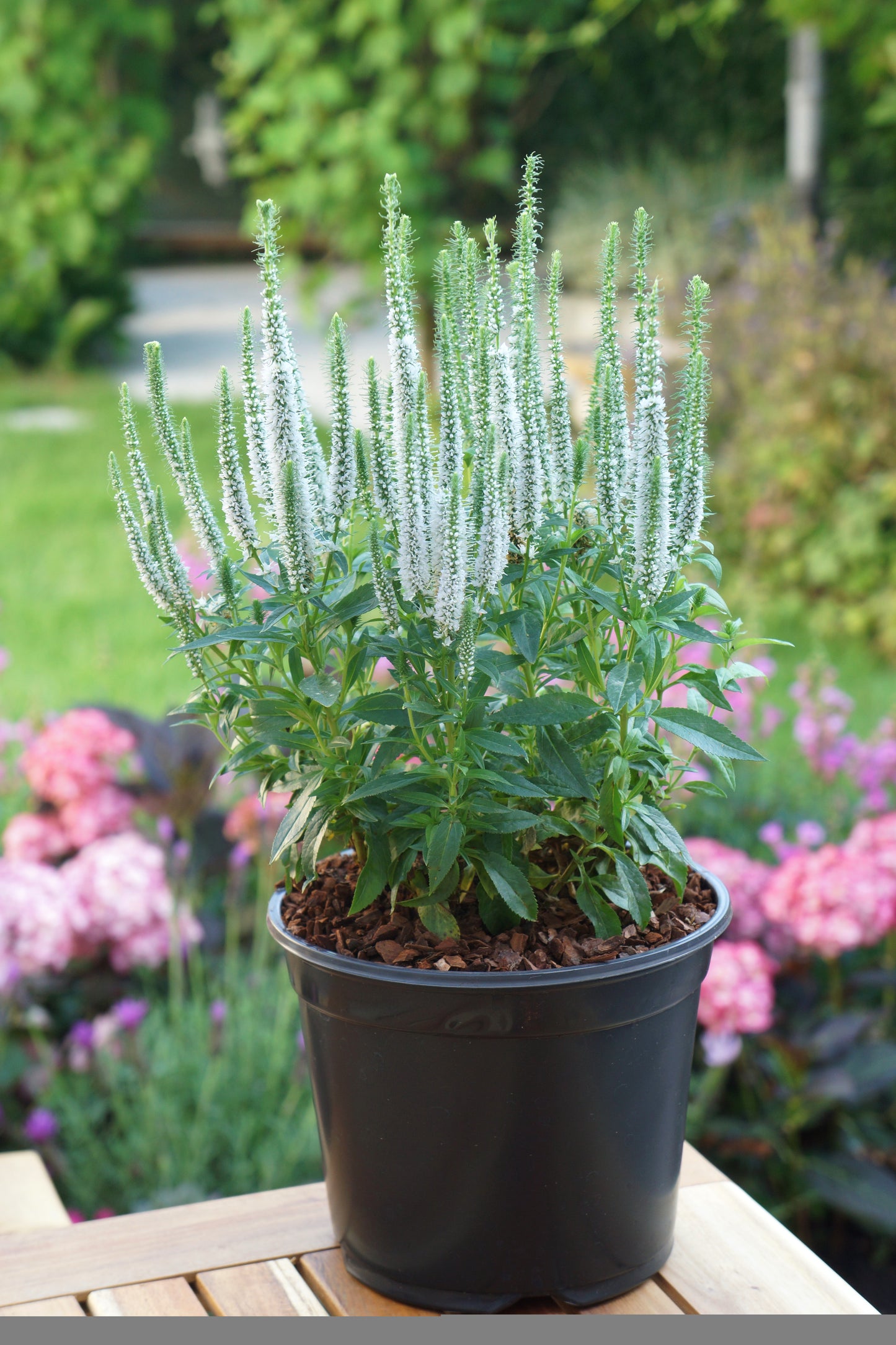 Veronica-Snow Candles 1C