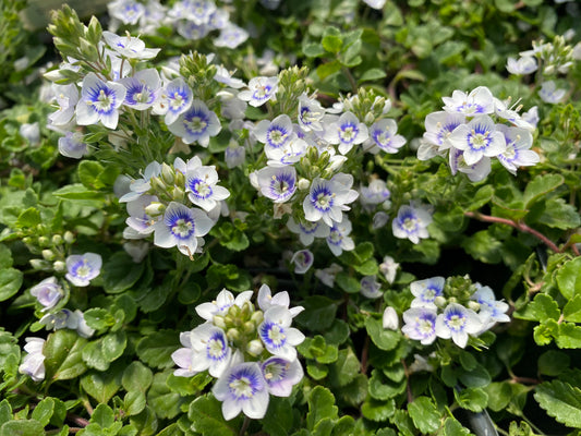 Veronica-Snowmass 1C