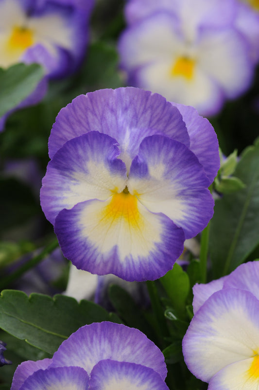 Viola-Halo Lilac 1C