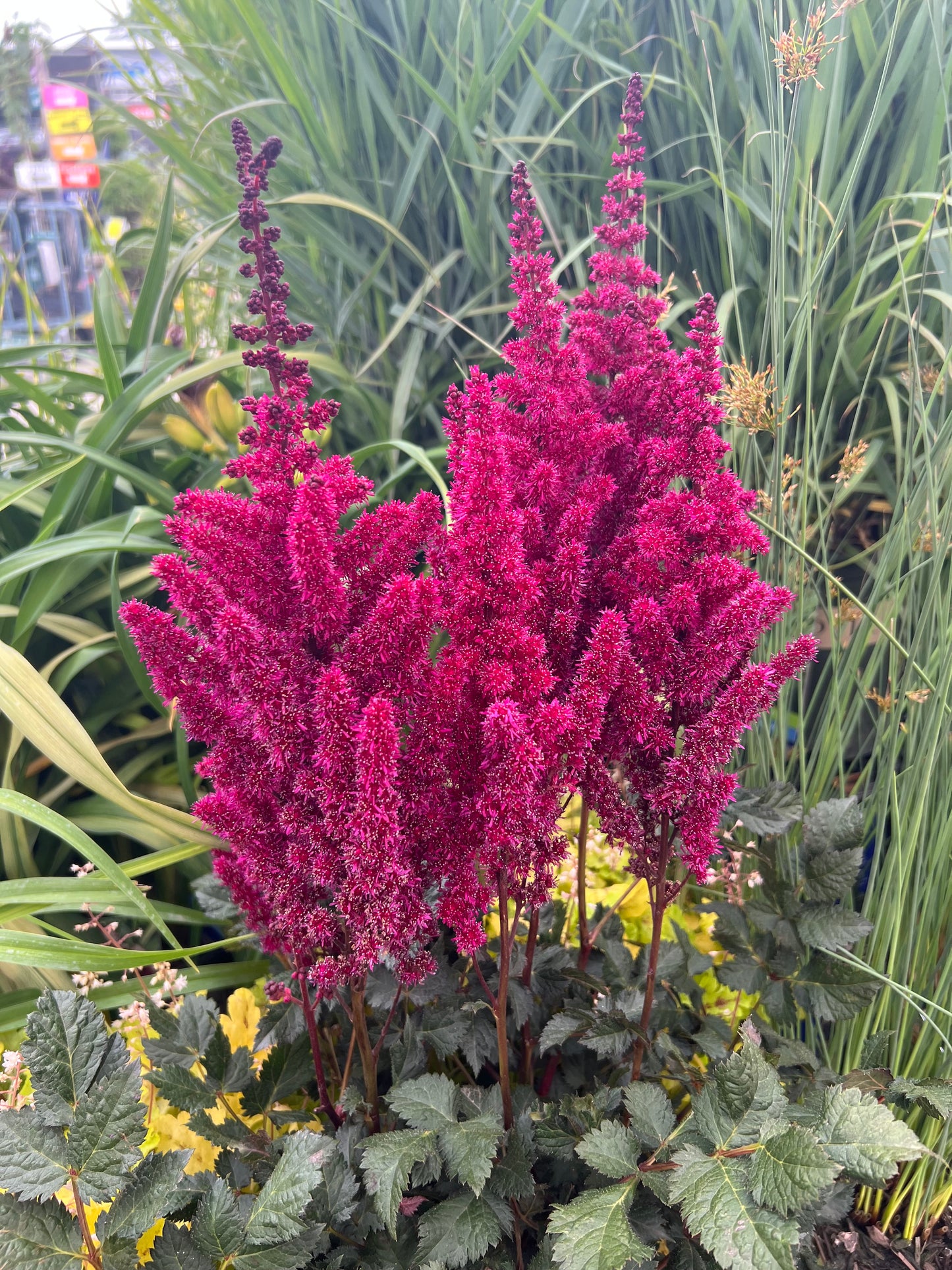 Astilbe-Vision Vulcano 1C