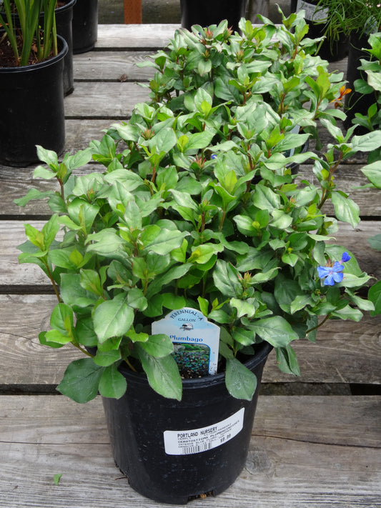 Ceratostigma-Plumbago 3.5"C