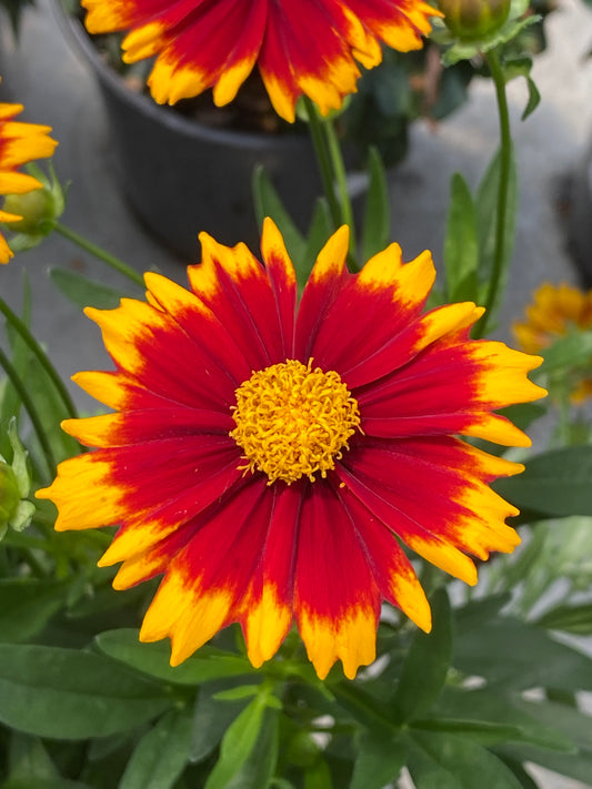 Coreopsis-Uptick Red 1C