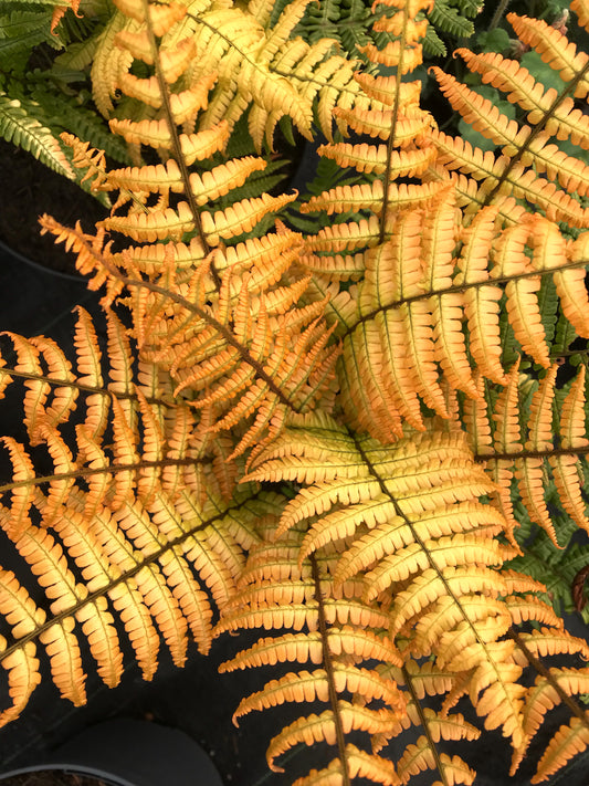 Fern-Jurassic Gold 3C