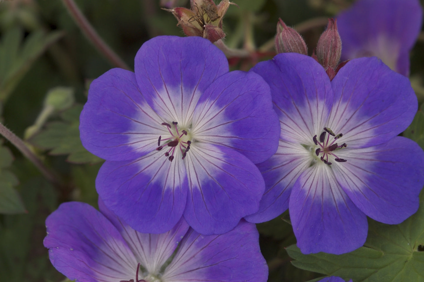 Geranium-Rozanne 1C