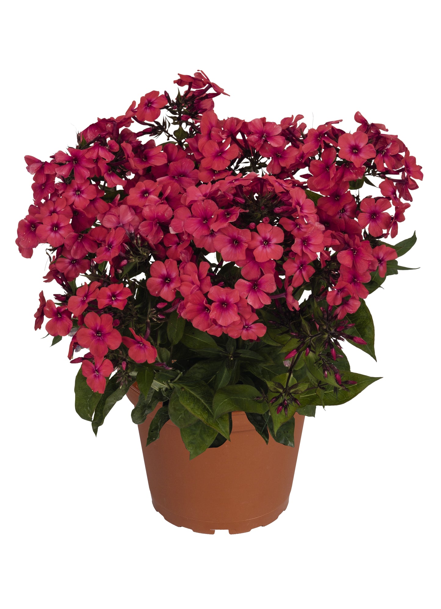 Phlox-Flame Red 1C
