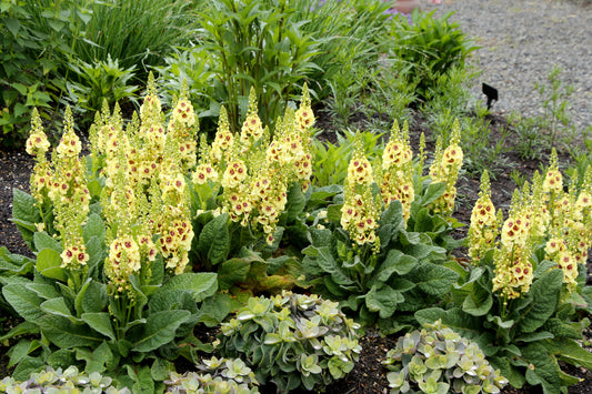 Verbascum-Dark Eyes 1C