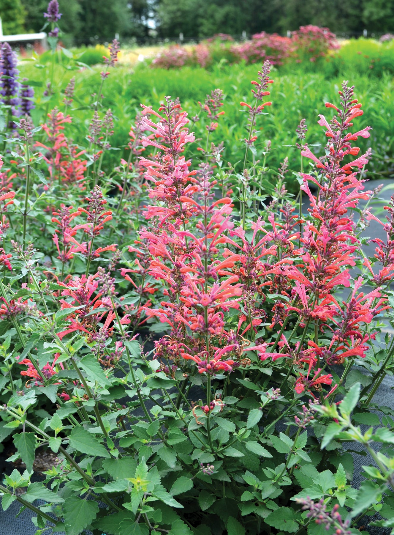 Agastache-Kudos Coral 1C