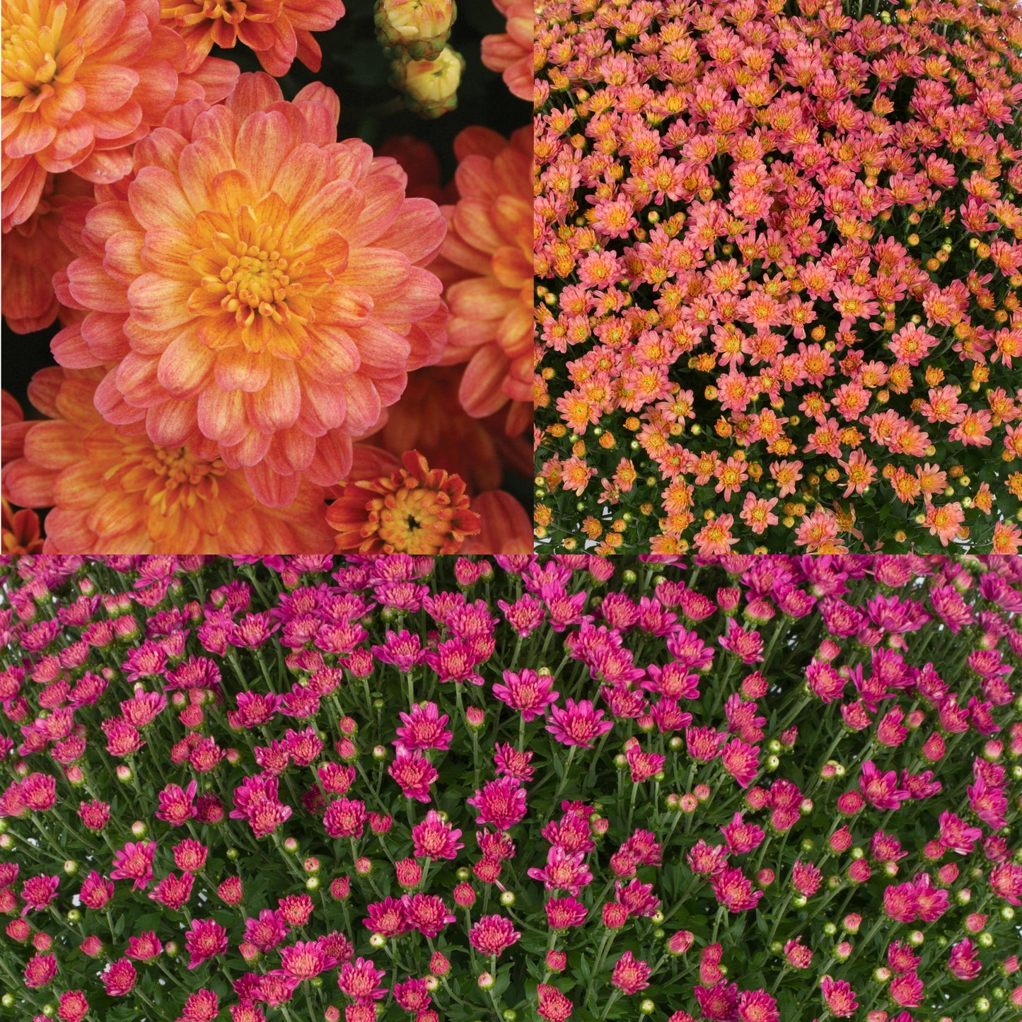 Mum- Harvest Moon Mumbo E 5C