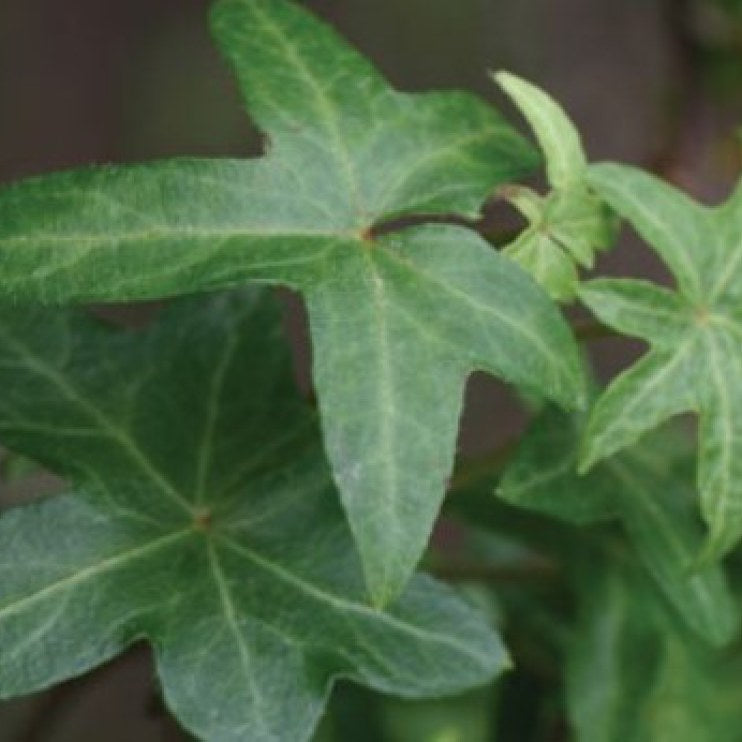 Hedera-Ivy Asterisk 3.5"