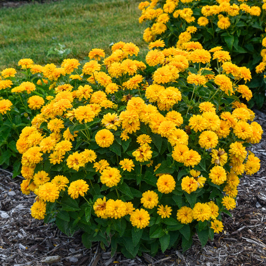 Heliopsis-Rays for Days 1C