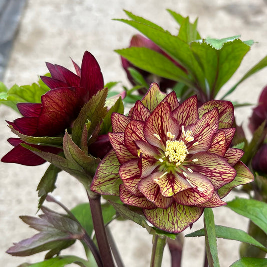 Helleborus-Childhood Sweetheart 1C