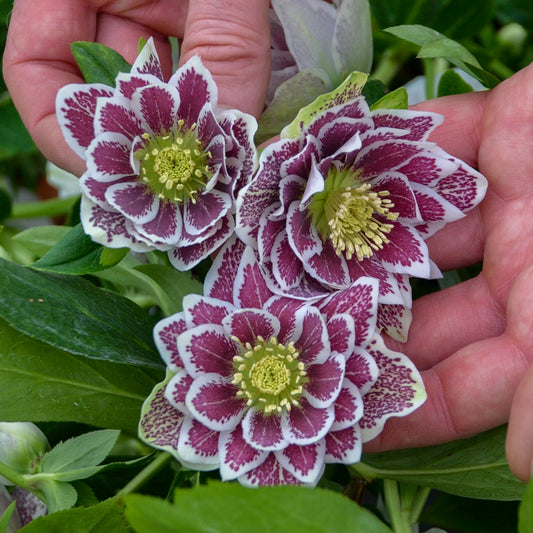 Helleborus-Shotgun Wedding 1C