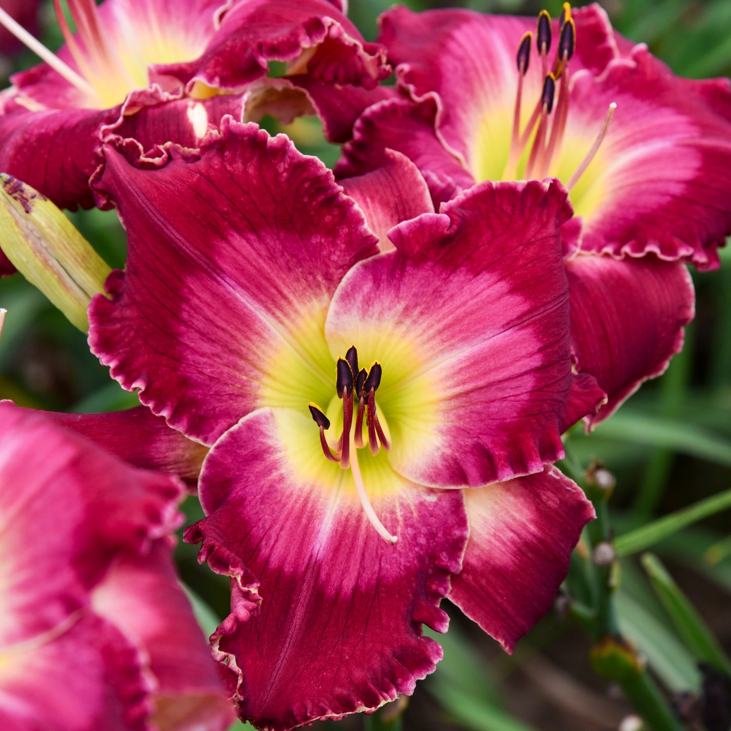 Daylily-Blood Sweat Tears 1C