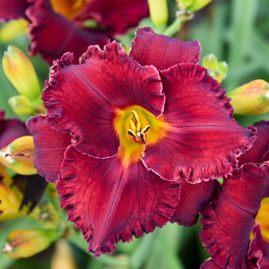 Daylily-Gothic Grenadine 1C
