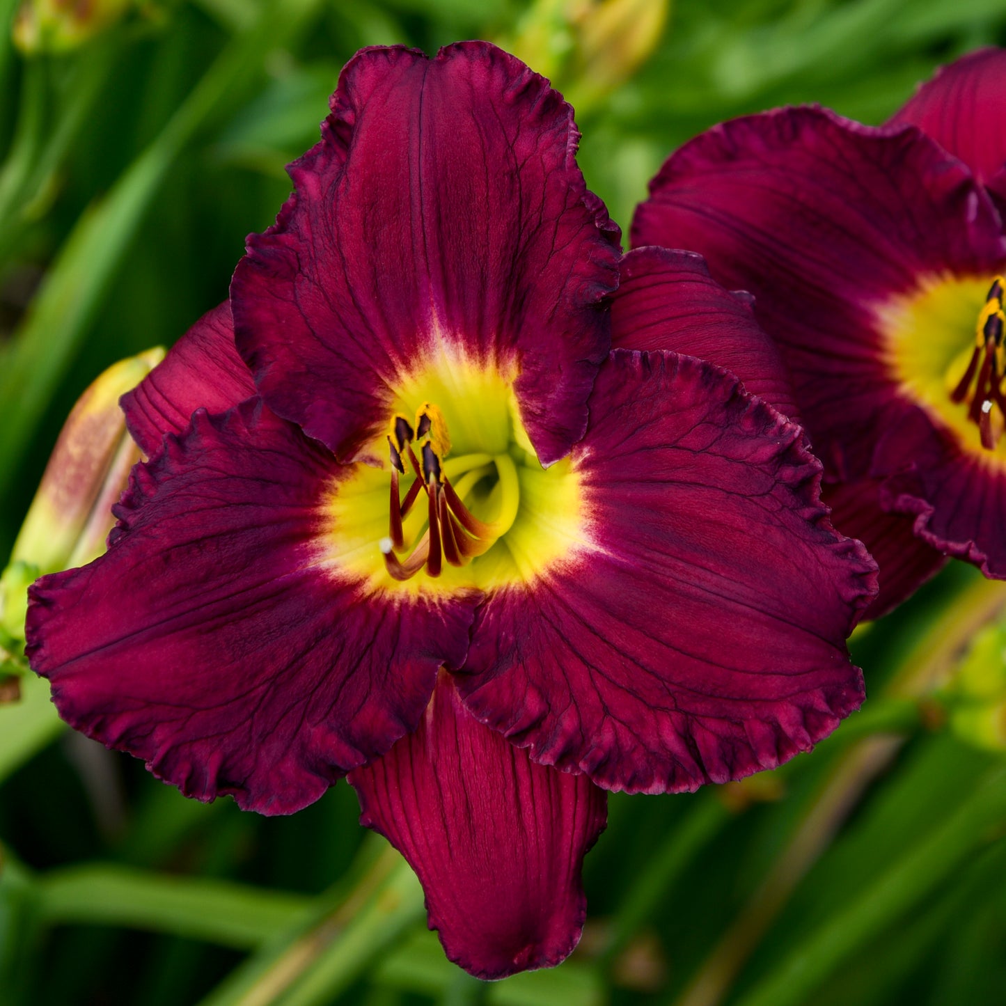 Daylily-Nosferatu 1C