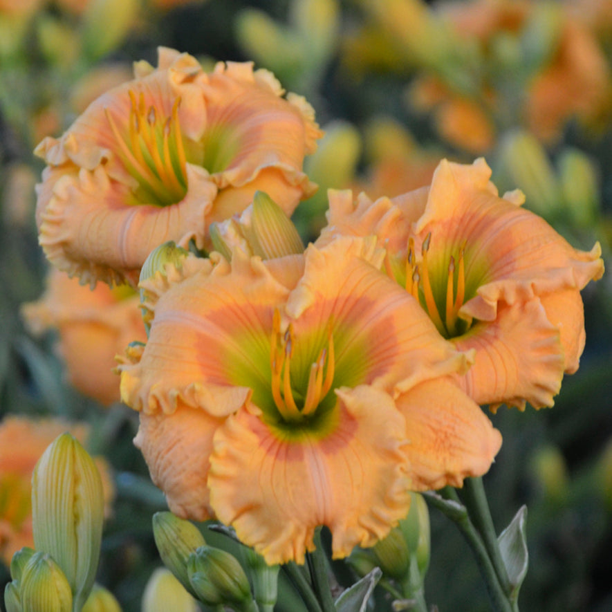 Daylily-Orange Smoothie 1C