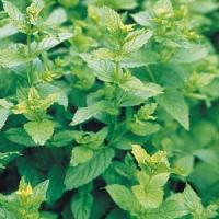 Mint-Peppermint 4"