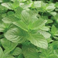 Mint-Spearmint 4"