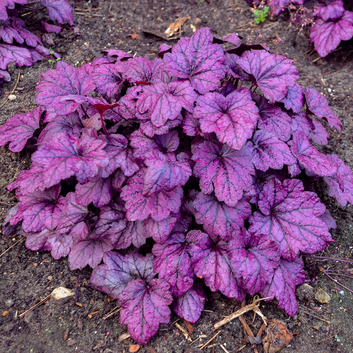 Heuchera-Electric Plum 1C