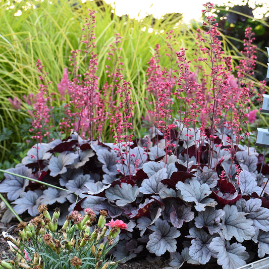 Heuchera-Silver Gumdrop 1C