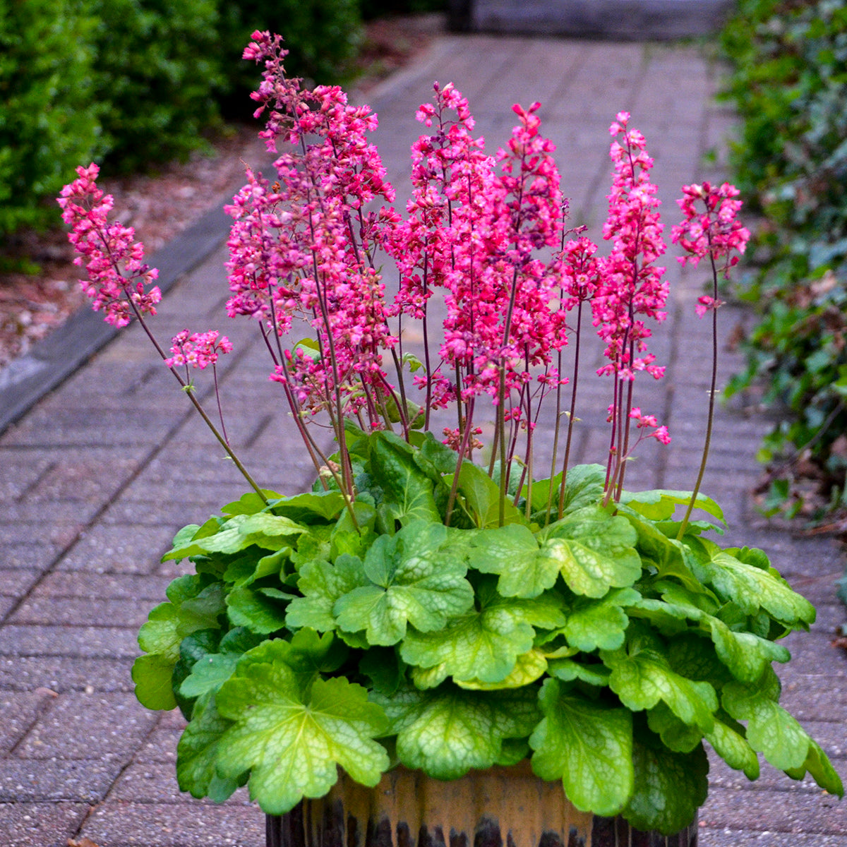 Heuchera-Timeless Glow 1C