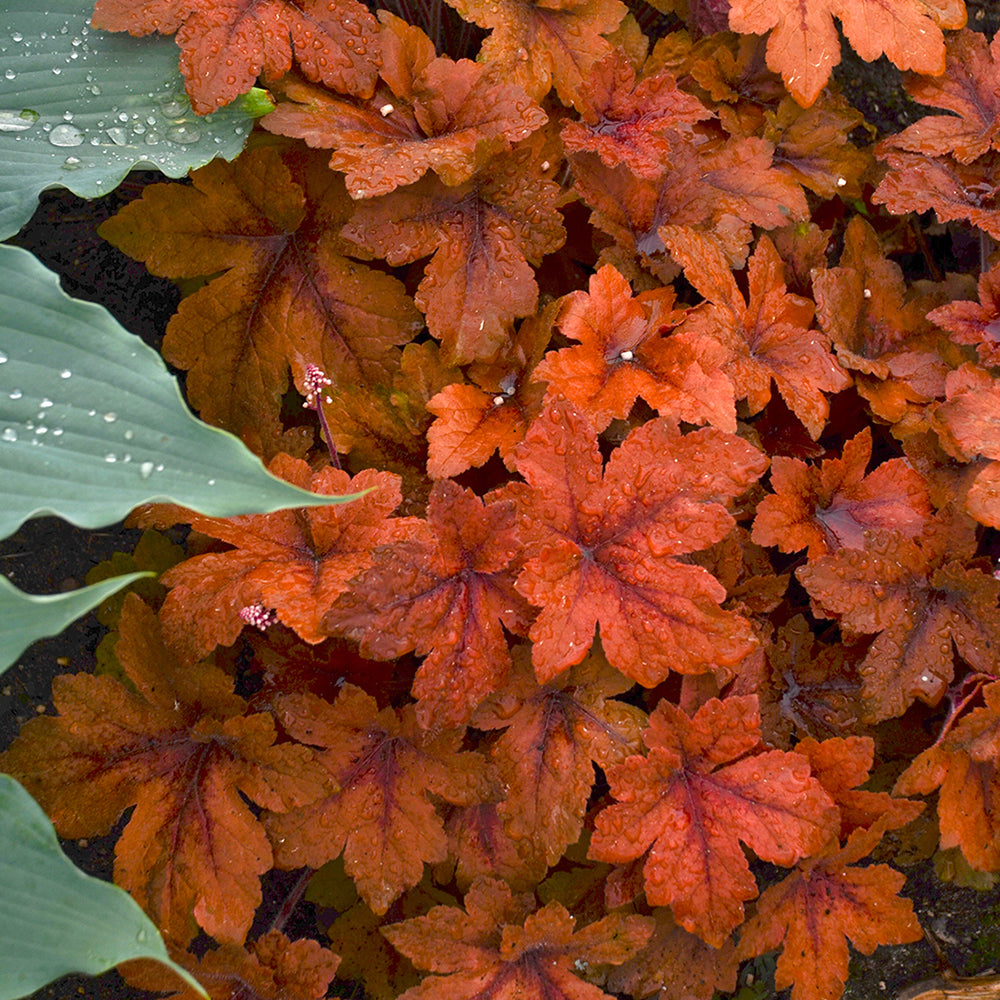 Heucherella-Pumpkin Spice 1C