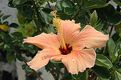 Hibiscus-Peach 10"