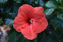 Hibiscus-Red Tortuga Wind 10"