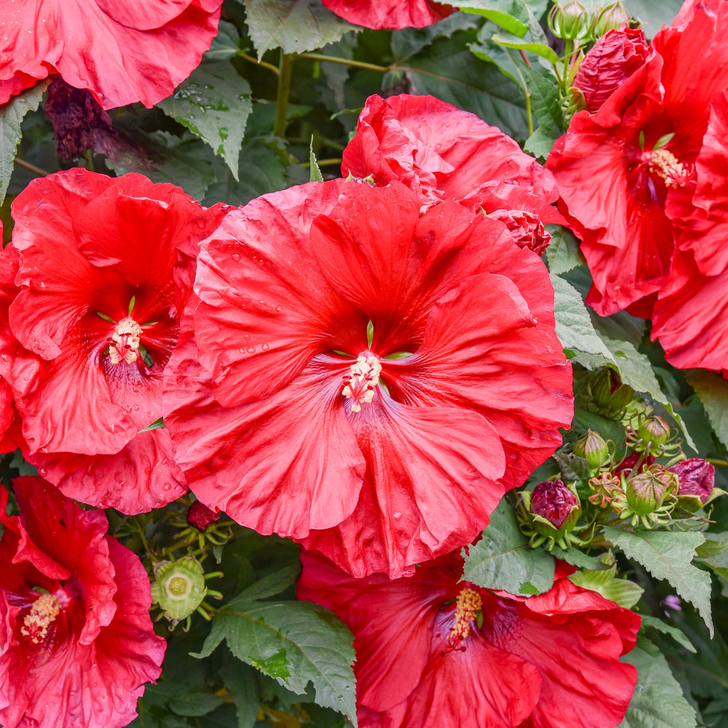 Hibiscus-Valentine's Crush 3C