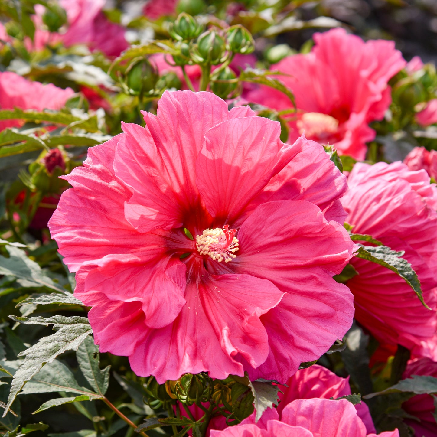 Hibiscus-Watermelon Ruffles 2C