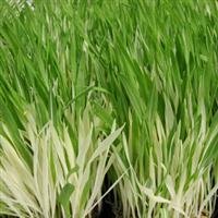 Hordeum-Tabby (Cat Grass) 4"