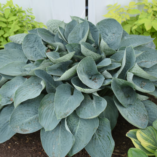 Hosta-Above the Clouds 1C
