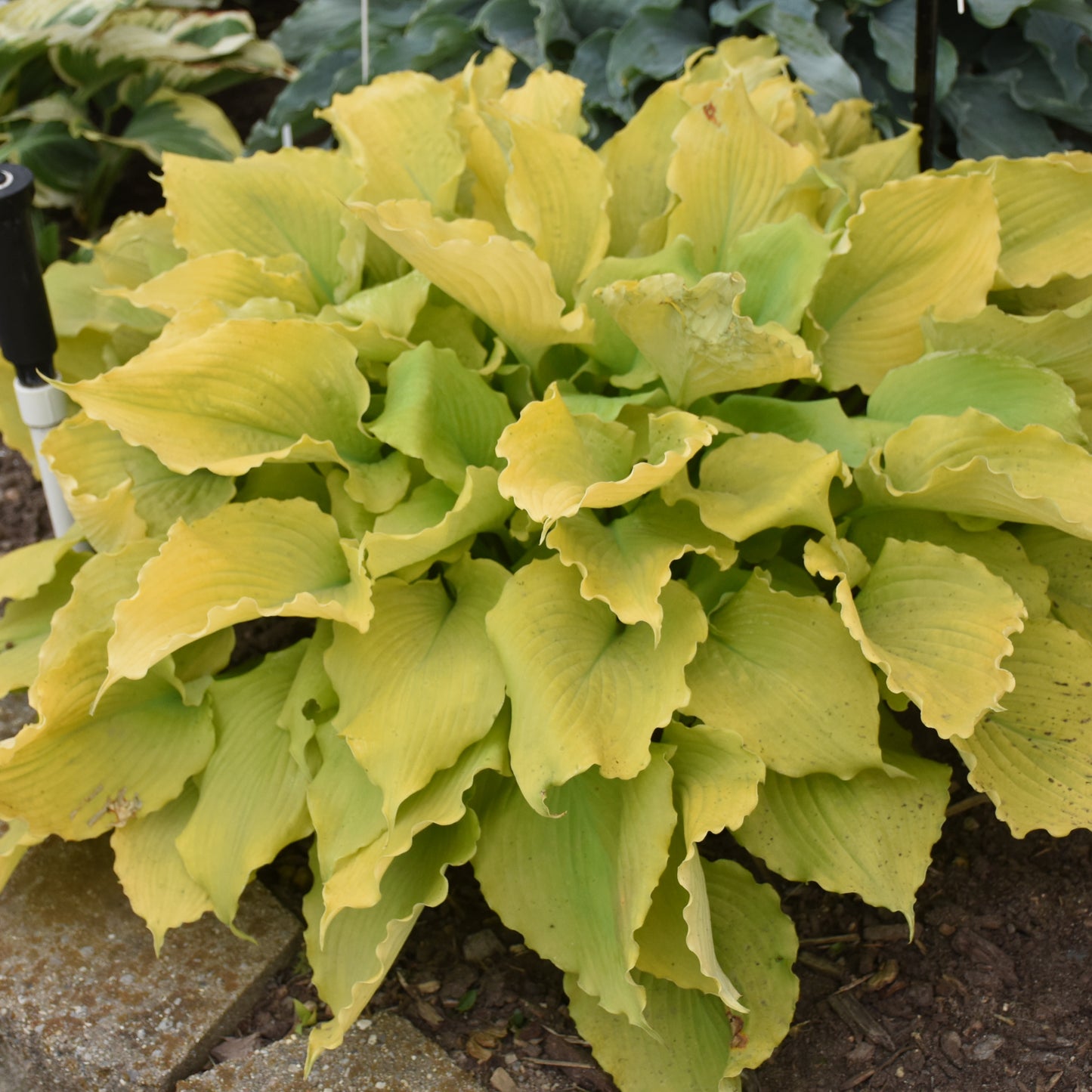 Hosta-Echo the Sun 1C