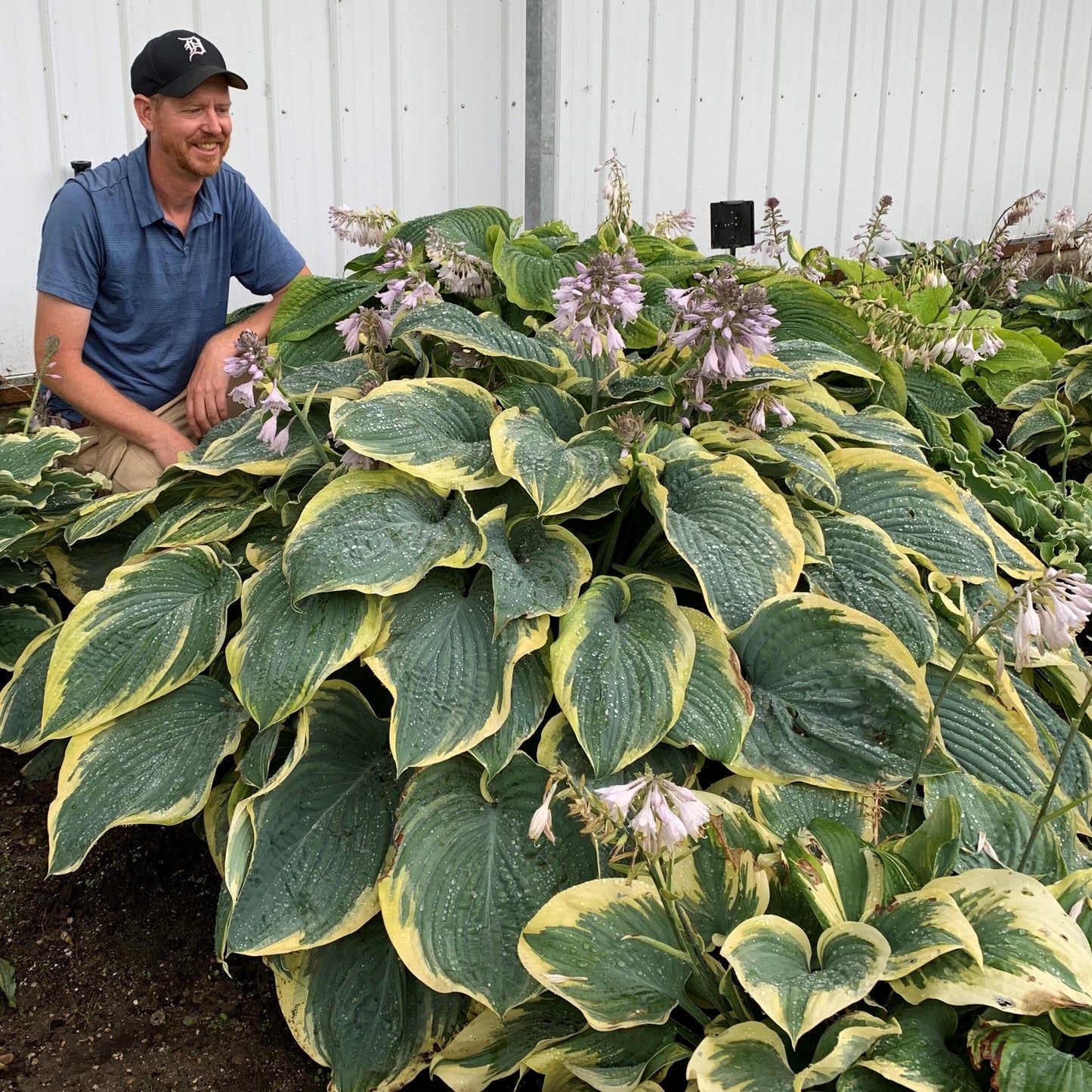 Hosta-Gigantosaurus 1C