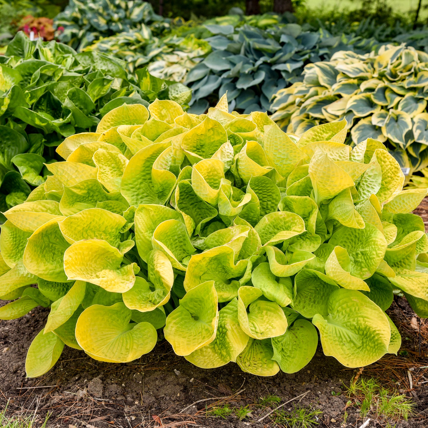 Hosta-Maui Buttercups 1C