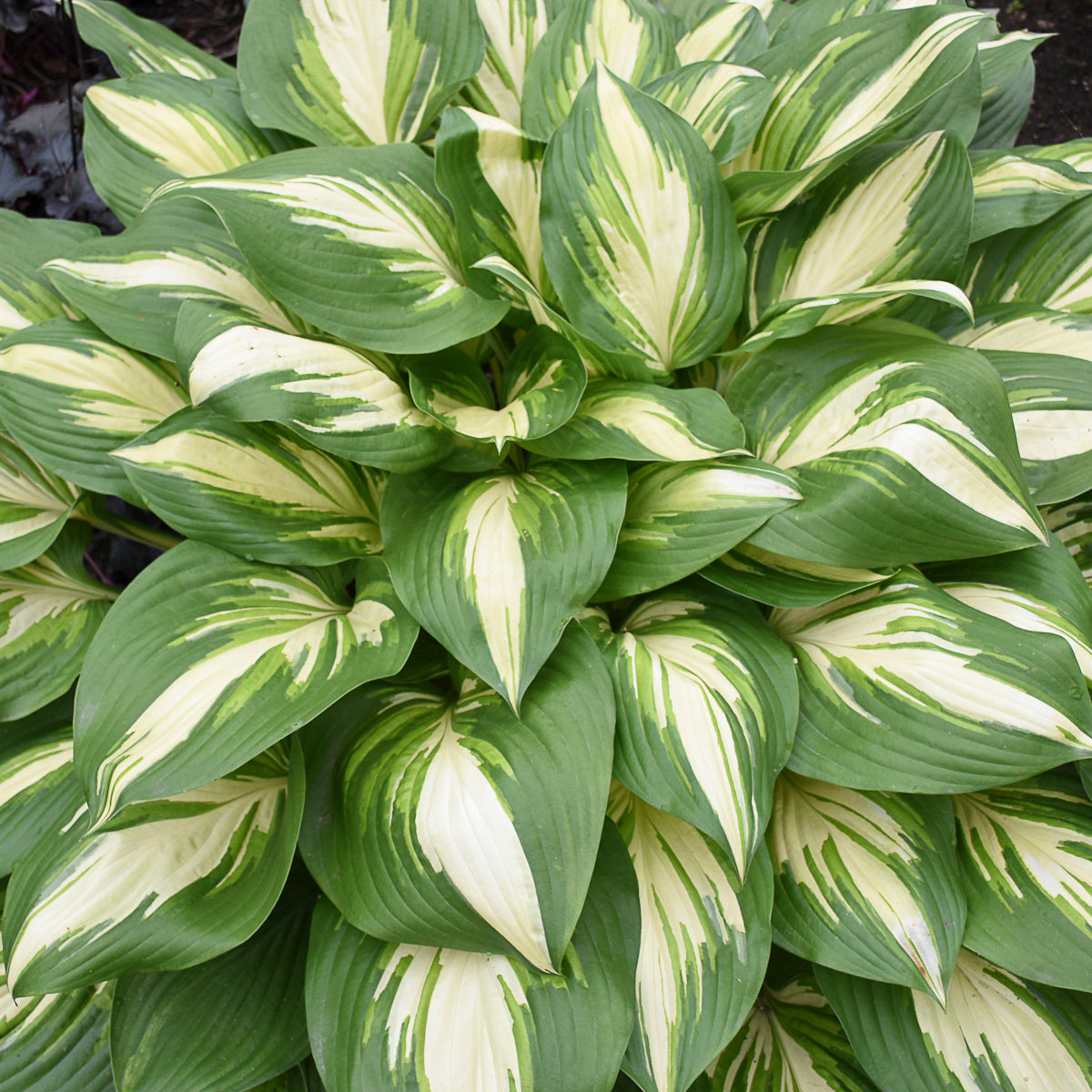 Hosta-Miss America 1C