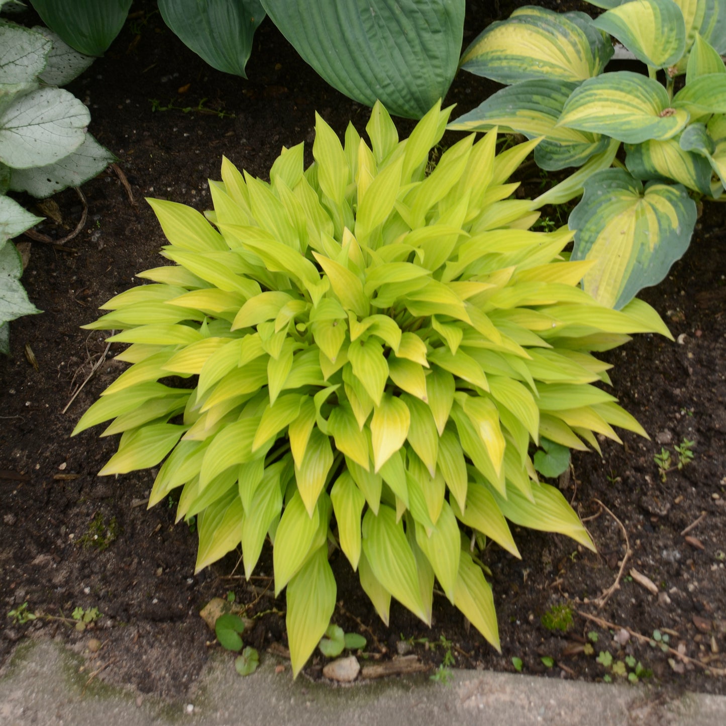 Hosta-Munchkin Fire Qt