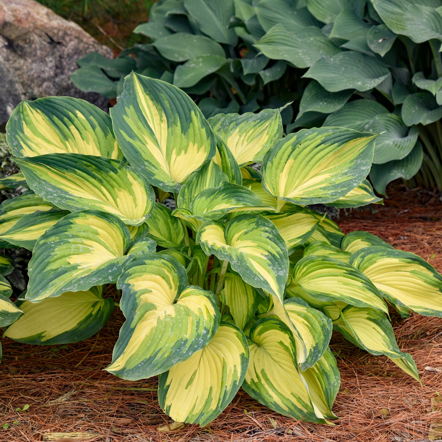 Hosta-My Fair Lady 1C