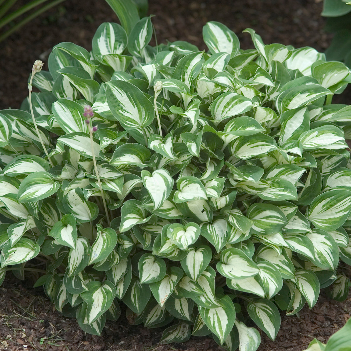 Hosta-Pandora's Box 1C