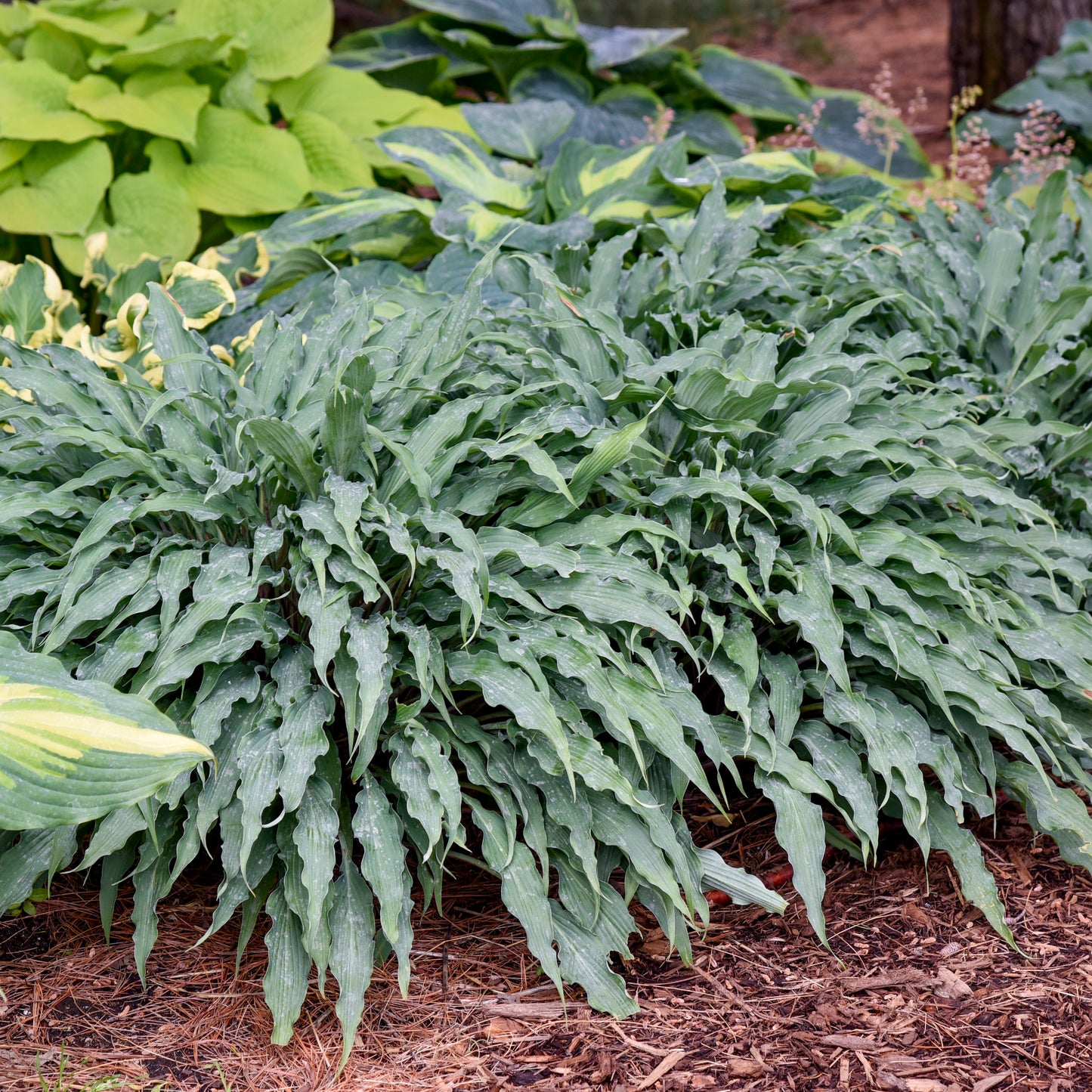 Hosta-Silly String 1C