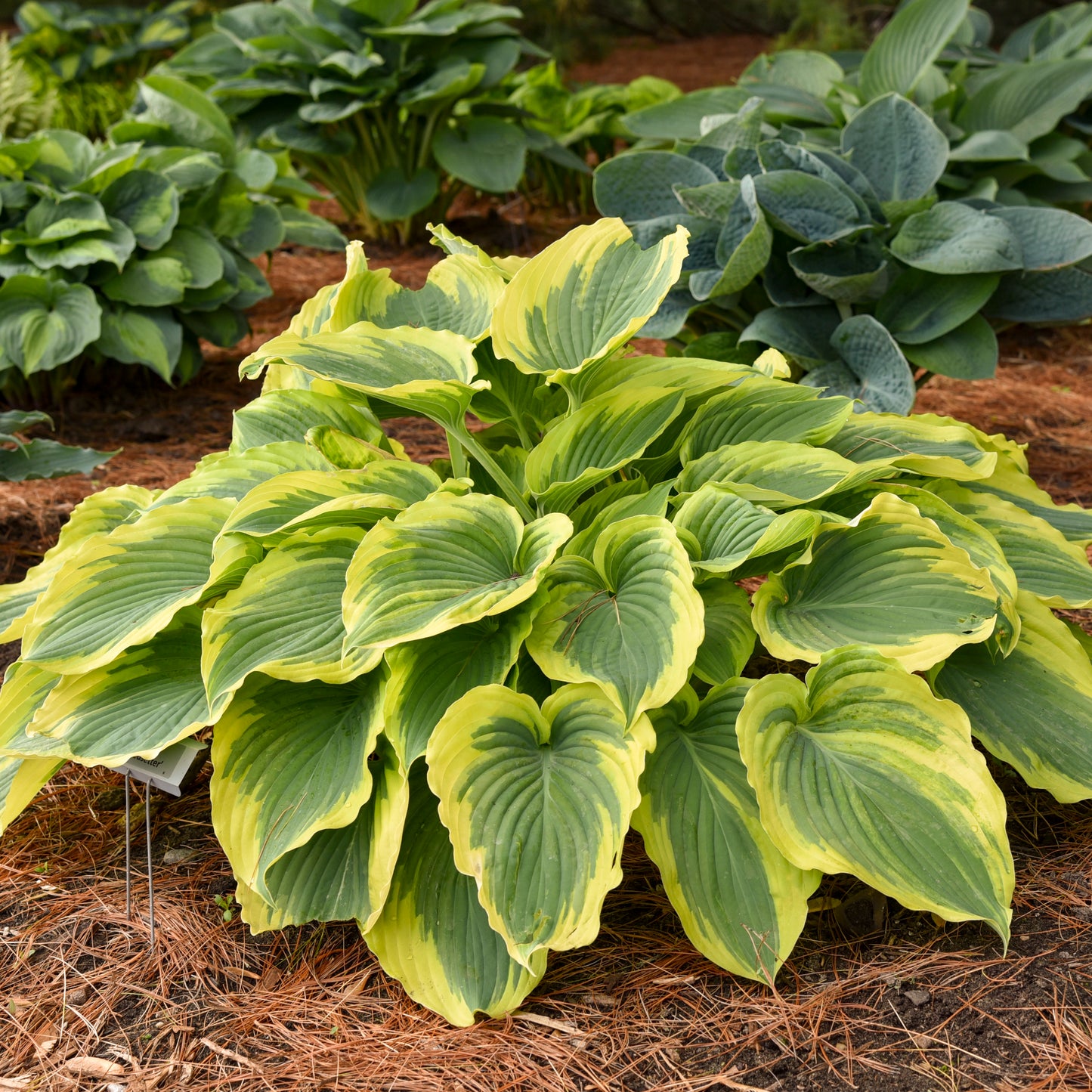 Hosta-Trendsetter 1C