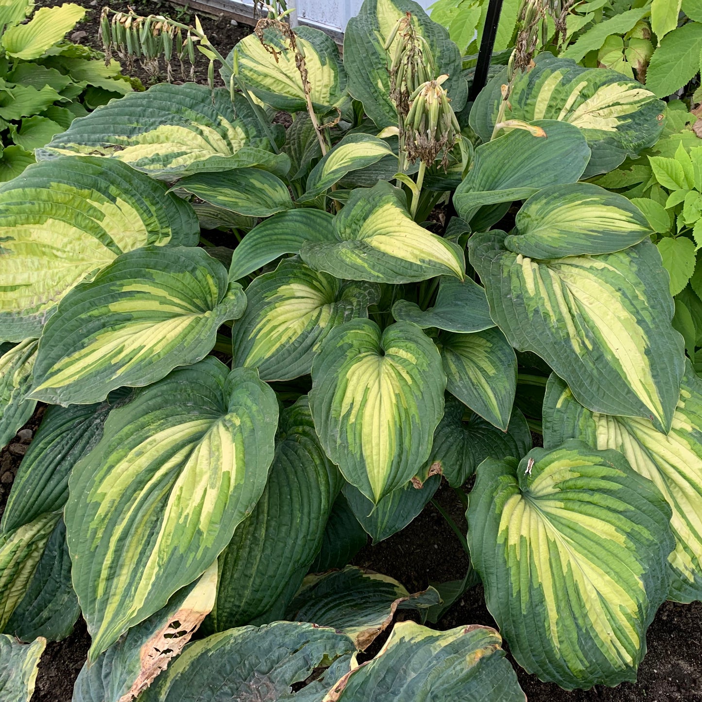 Hosta-When I Dream 1C
