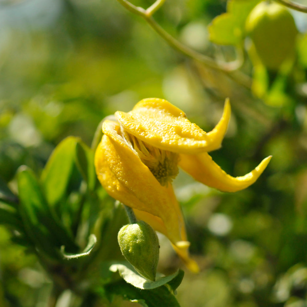 Clematis-Little Lemons 1C